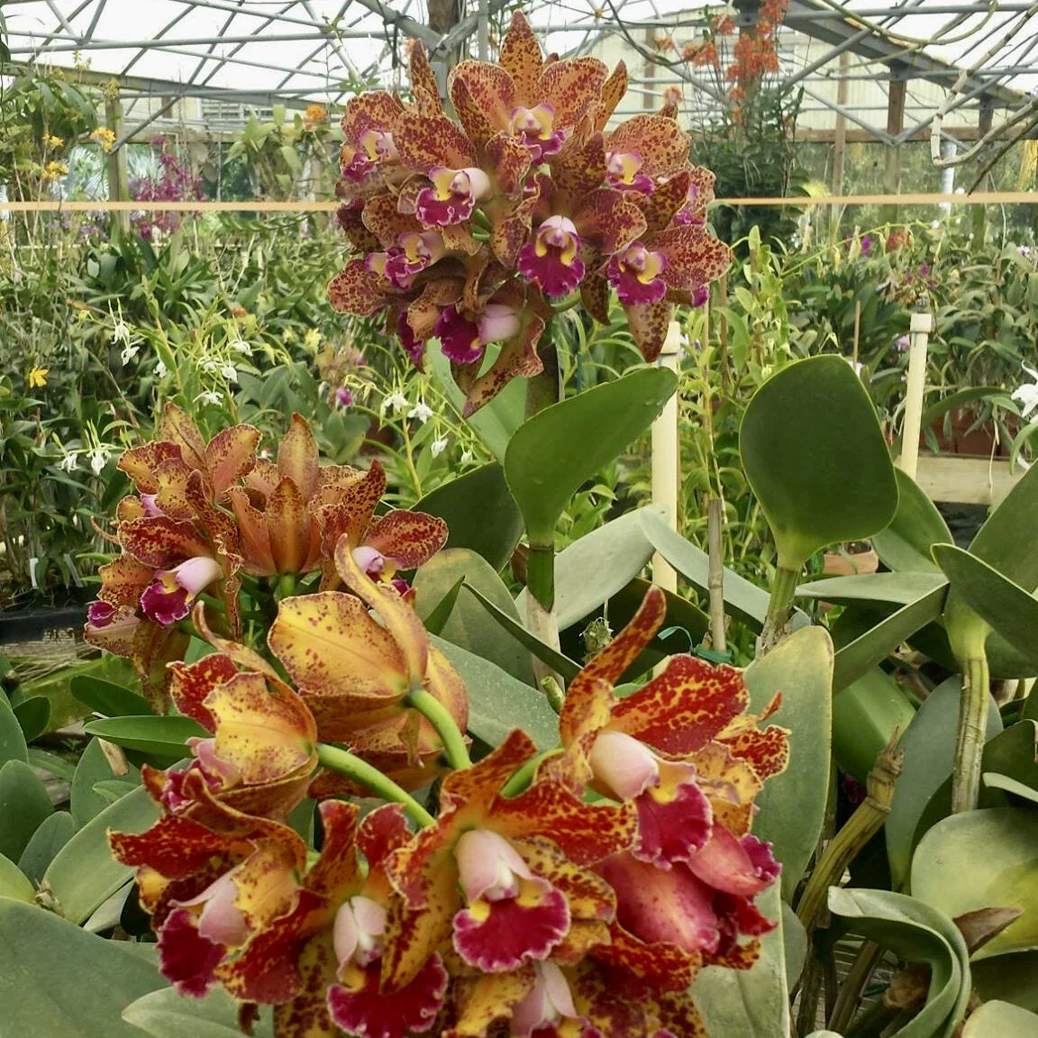 Rlc. Waianae Leopard 'Ching Hua' — Palmer Orchids